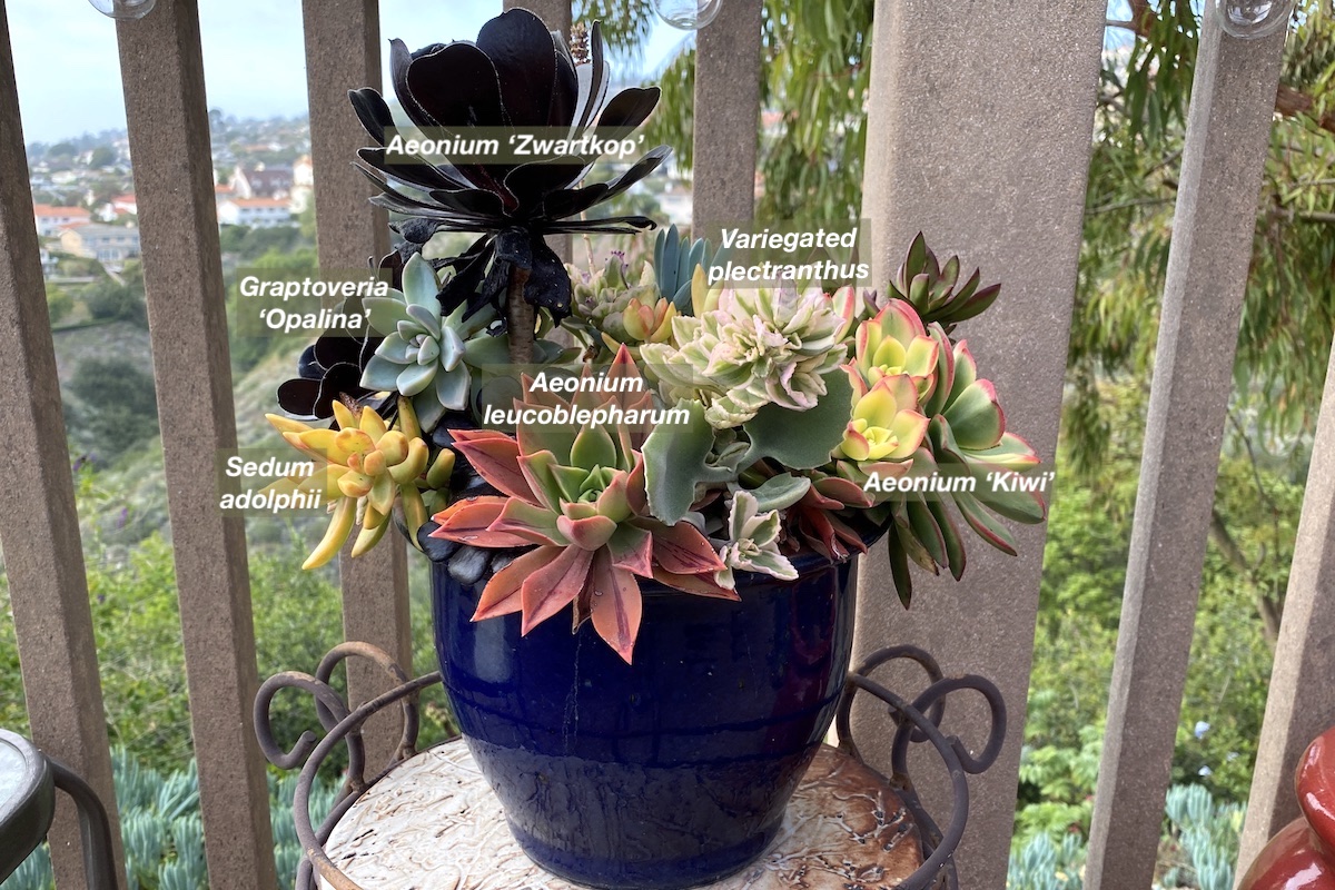 Succulent container garden with plants ID'd (c) Debra Lee Baldwin 