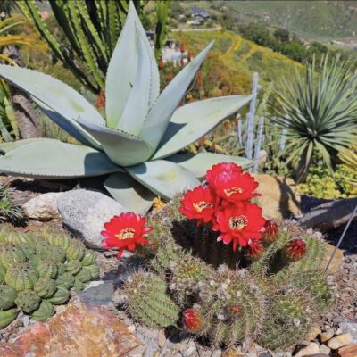 Bright red cactus flower with big blue-gray succulent agave