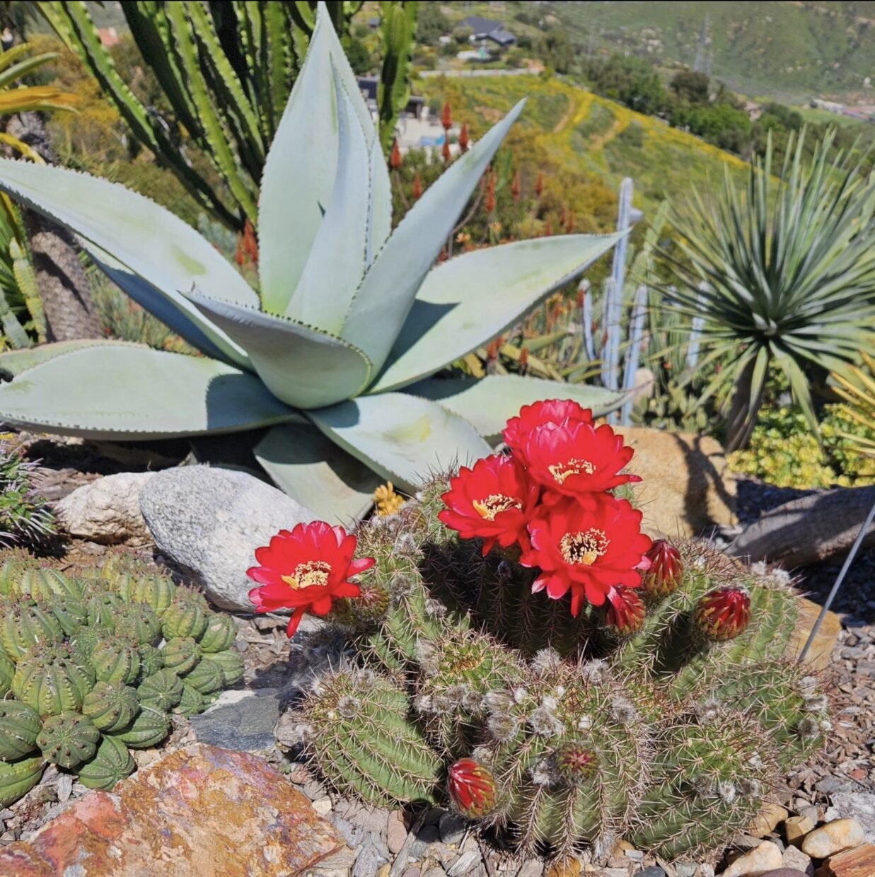 Red trichocereus in bloom alongside Agave 'Moto Sierra'