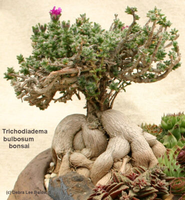 Succulent bonsai Trichodiadema bulbosum (c) Debra Lee Baldwin