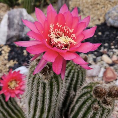 Vivid pink magenta cactus flower