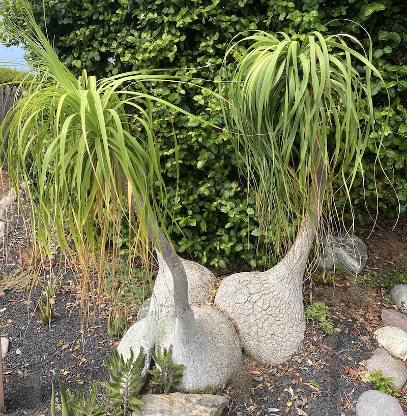 A triple-caudex beaucarnea grouping at the Self Realization Fellowship's Friendship Garden in San Diego (c) Debra Lee Baldwin