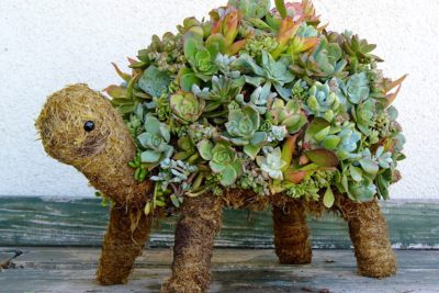 Turtle topiary (c) Debra Lee Baldwin