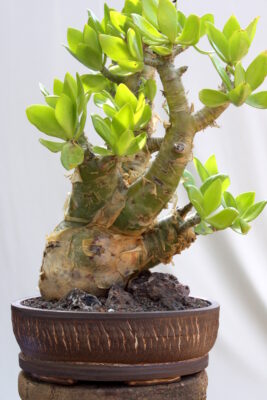 Succulent bonsai Tylecodon paniculatus (Kitoi) (c) Debra Lee Baldwin