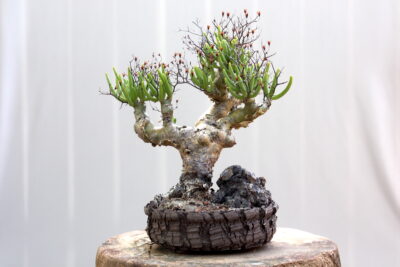 Succulent bonsai: Tylecodon reticulata (Kitoi) (c) Debra Lee Baldwin