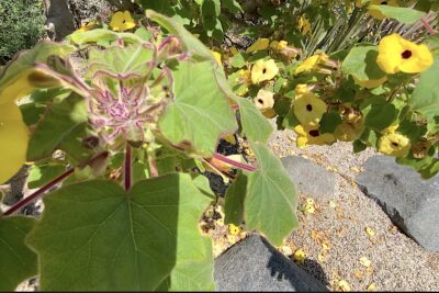 Uncarina grandidieri yellow flowering fat-trunked tree (c) Debra Lee Baldwin