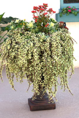 Succulent Portulacaria afra 'Variegata' (c) Debra Lee Baldwin