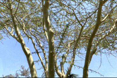 Green-trunked thorny African tree Vachellia Acacia xanthophloea fever tree (c) Debra Lee Baldwin
