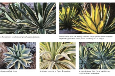 Variegation of agaves (c) Agaves by Jeremy Spath & Jeff Moore