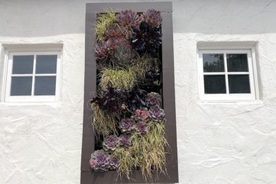 Vertical garden with aeoniums and grasses, Laguna Beach (c) Debra Lee Baldwin