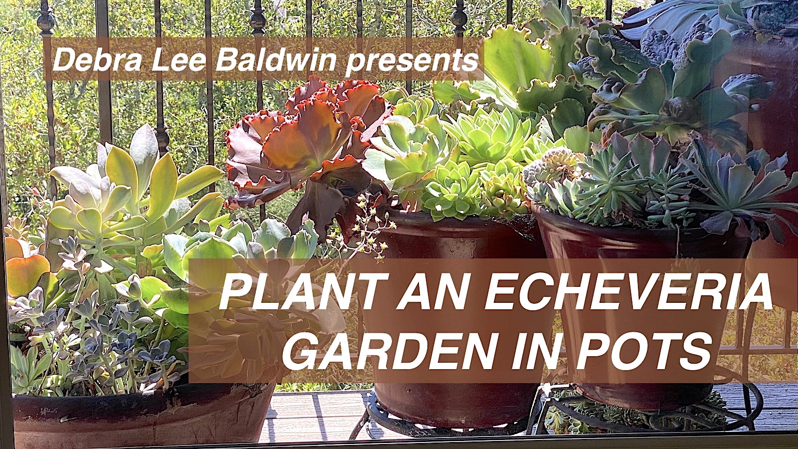 Video: Plant an Echeveria Garden in Pots 