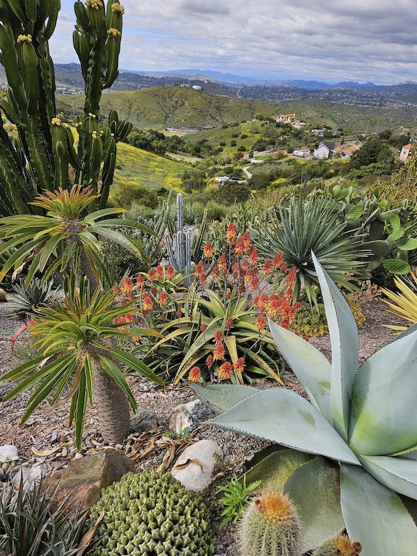 Succulent garden in April, views