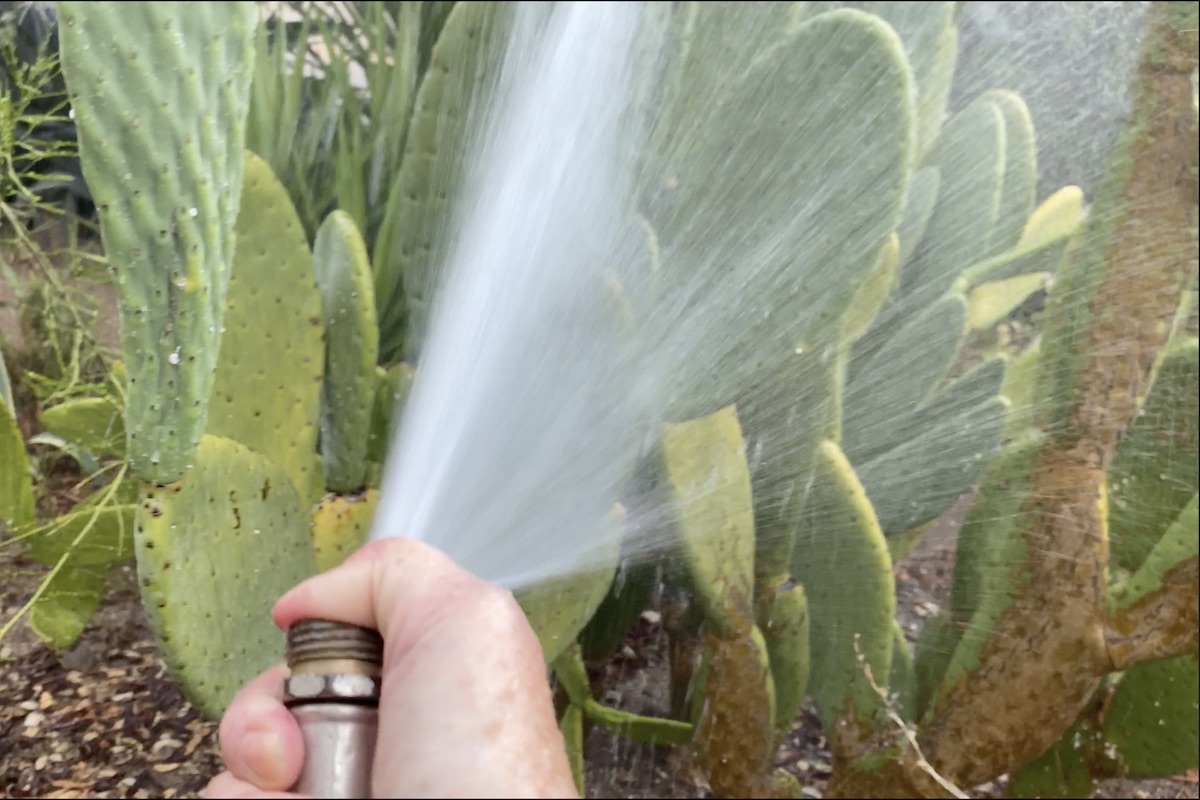 Watering opuntia