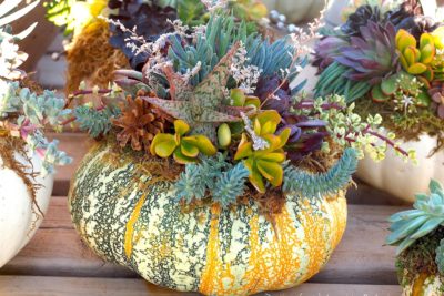 Succulent Pumpkin (c) Debra Lee Baldwin