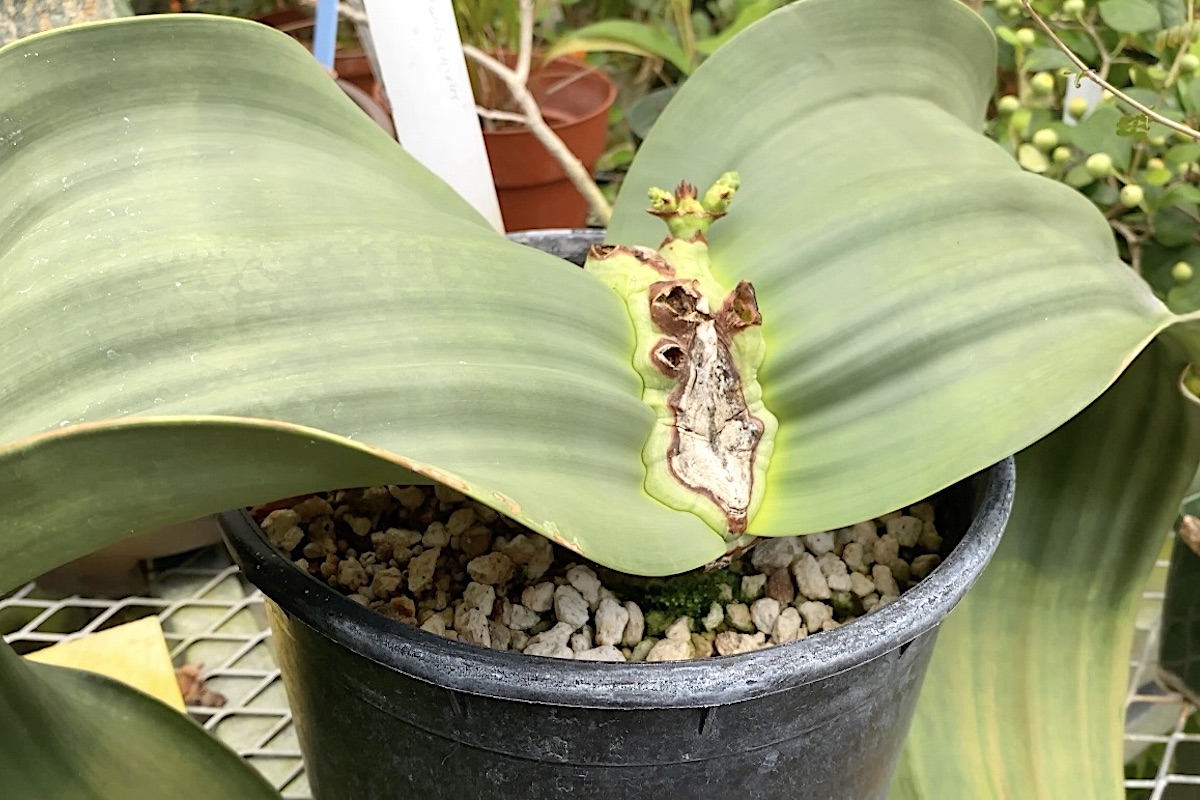 Longest lived plant on earth, Welwitschia mirabilis