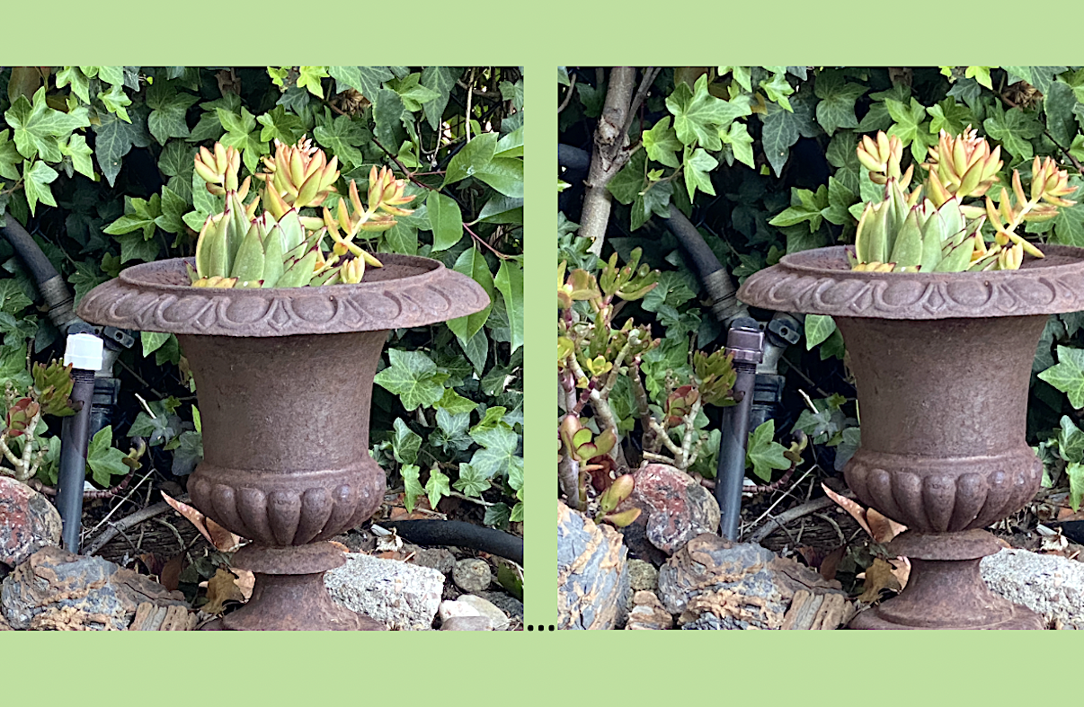 Succulent garden eyesore, before and after (c) Debra Lee Baldwin 