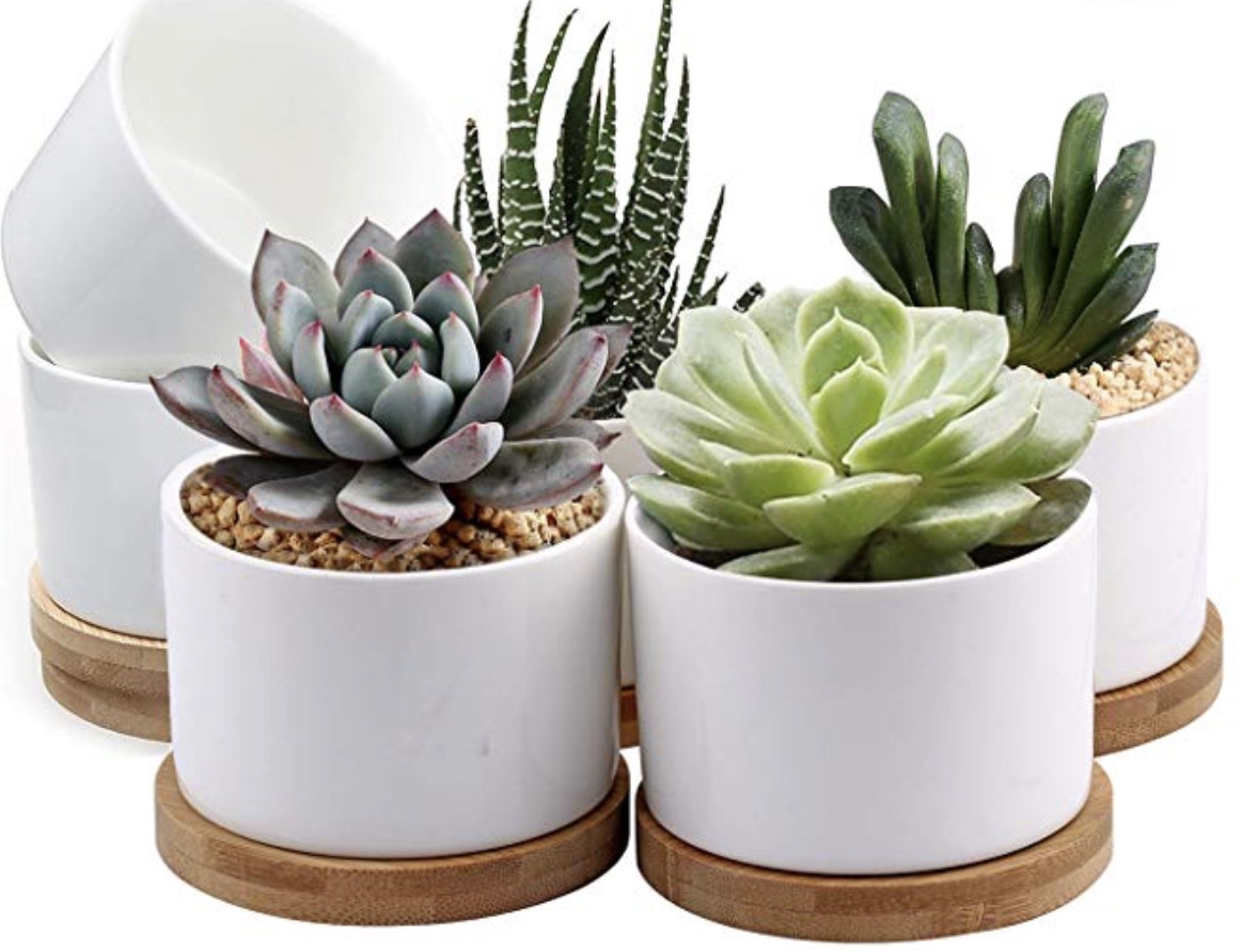 White ceramic pots for succulents