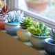 Windowsill succulents with glass topdressing (c) Debra Lee Baldwin