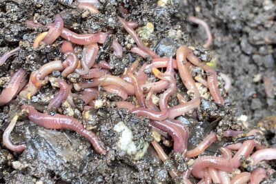 Compost pile worms