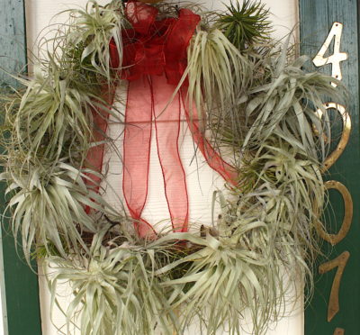 Wreath with tillandsias (c) Debra Lee Baldwin