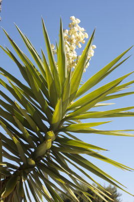 Yucca aloifolia (c) Debra Lee Baldwin 
