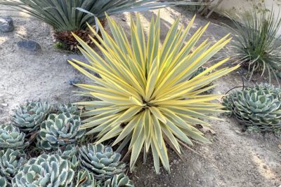 Spherical yellow plant with sword like leaves Yucca 'Bright Star' (c) Debra Lee Baldwin