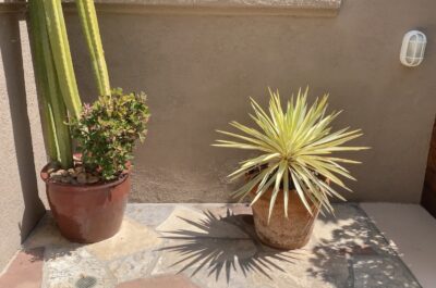 Low-water succulent for containers, looks like a yellow starburst (c) Debra Lee Baldwin