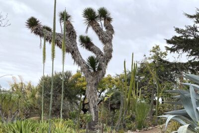 Tall spiky desert tree, Yucca filifera (c) Debra Lee Baldwin