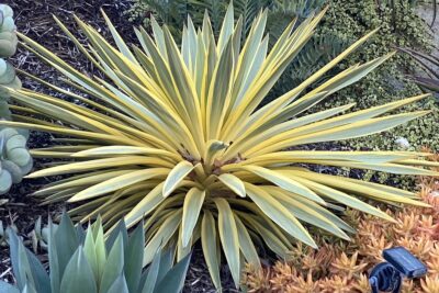Yucca gloriosa 'Bright Star' (c) Debra Lee Baldwin