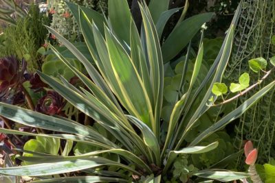 Yucca gloriosa, variegated (c) Debra Lee Baldwin