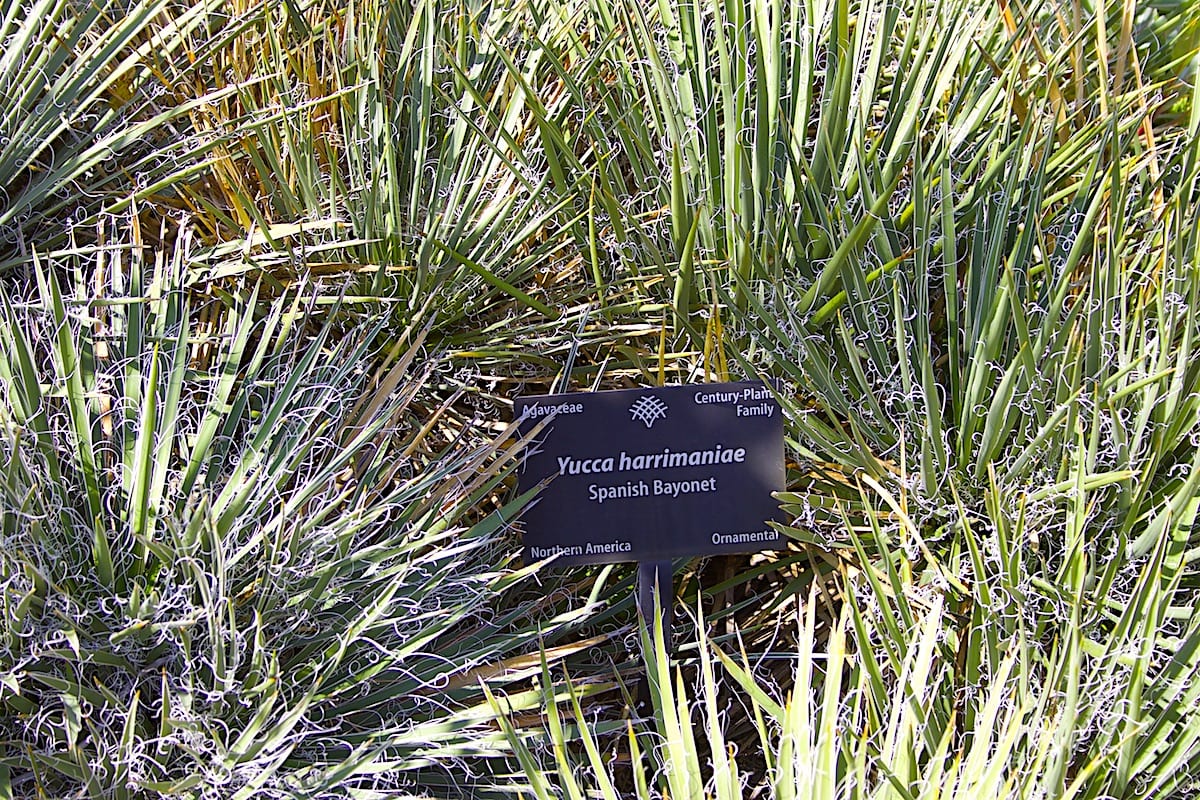Cold hardy succulent Yucca harrimaniae to -20 F (c) Debra Lee Baldwin