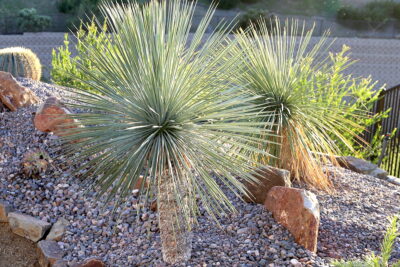 Yucca rostrata (c) Debra Lee Baldwin