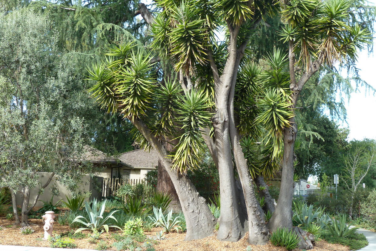 Immense yucca in a residential landscape (c) Debra Lee Baldwin