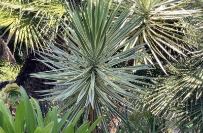 Striped yucca (c) Debra Lee Baldwin