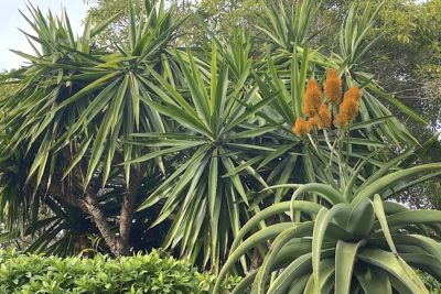 Yuccas and Aloe thraskii (c) Debra Lee Baldwin