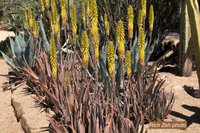 Aloe vera in Phoenix (c) Rich Zeh