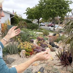 DIY succulent garden (c) Debra Lee Baldwin