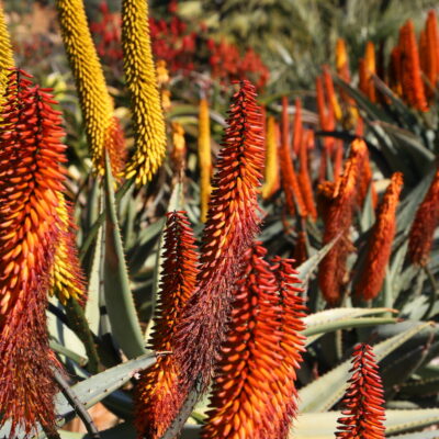 Aloe flowers (c) Debra Lee Baldwin
