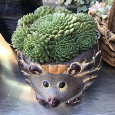 Succulents in hedgehog pot (c) Debra Lee Baldwin