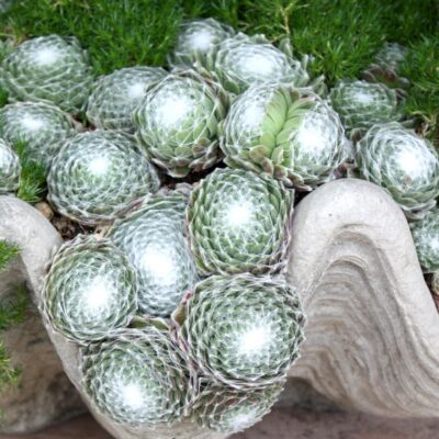 Succulents with white webbing in clam shell (c) Debra Lee Baldwin