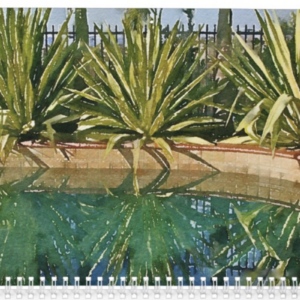 Succulent poolside garden (c) Debra Lee Baldwin