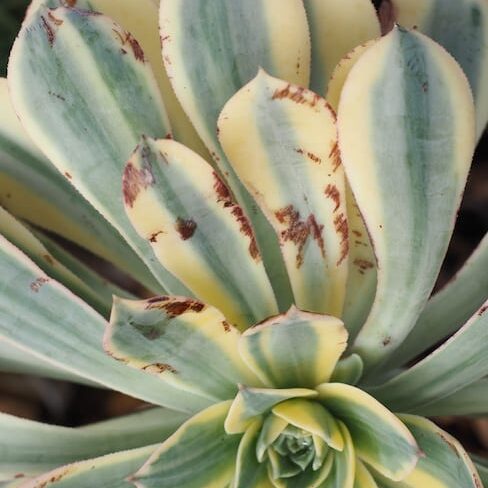 Succulent with brown marks (c) Debra Lee Baldwin