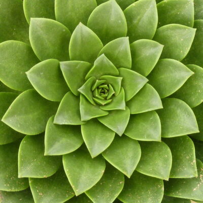 Green aeonium spiral (c) Debra Lee Baldwin