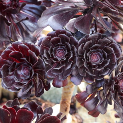 Aeonium 'Zwartkop' (c) Debra Lee Baldwin