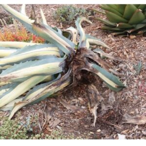 Why is my agave on its side? Snout weevil (c) Debra Lee Baldwin