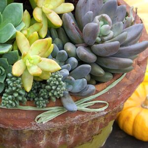 Autumn succulent arrangement (c) Debra Lee Baldwin