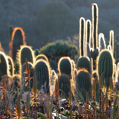 Cactus backlit (c) Debra Lee Baldwin