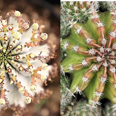 Cactus vs Euphorbia (c) Debra Lee Baldwin