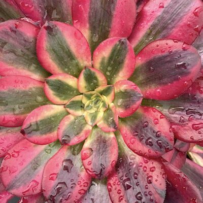 Red striped aeonium succulents (c) Debra Lee Baldwin