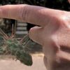 Cholla hanging from finger with spines stuck in skin (c) Debra Lee Baldwin